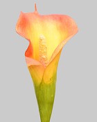 Calla Lily 20.5" Orange/Yellow