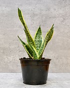 Sansevieria Laurentii 6" Pot