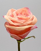 Ecuadorian Rose Bud 20.5" Peach