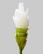 Curcuma Ginger 27.5" White