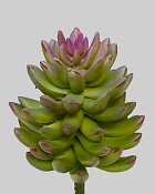 Succulent 7.5" Green/Purple