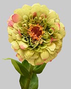 Zinnia 23" Green