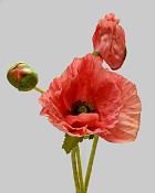 Poppy 22.5" Salmon Pink