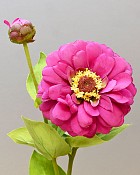 Zinnia 23.5" Fuchsia