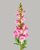 Snapdragon 23" Fuchsia