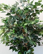 Ficus Tree in Pot 5' Green