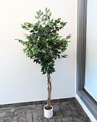 Ficus Tree in Pot 5' Green