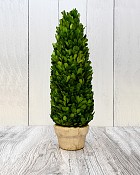 Boxwood Cone Topiary with Pot 17"H 