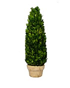 Boxwood Cone Topiary 17" Green
