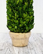 Boxwood Cone Topiary 17" Green