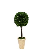 Single Ball Boxwood Topiary 26" Green with Pot