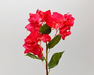 Bougainvillea 