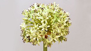 Allium