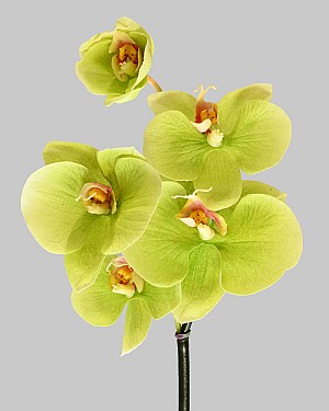 Orchid - Phalaenopsis