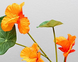 Nasturtium