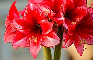 Amaryllis