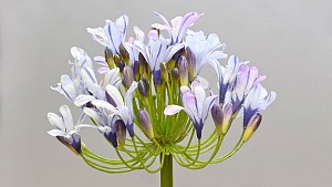 Agapanthus