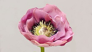 Anemone