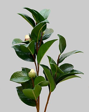 Camellia Leaf 28&quot; Green