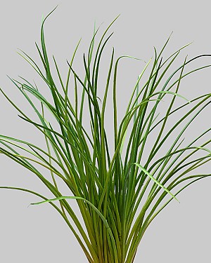 Onion Grass 21&quot; Green