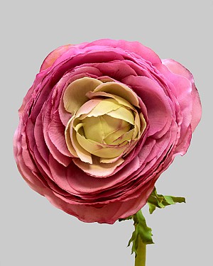 Ranunculus 22" Pink