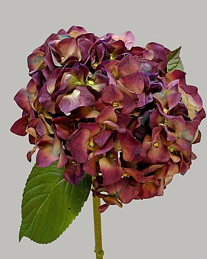 Hydrangea 18&quot; Eggplant