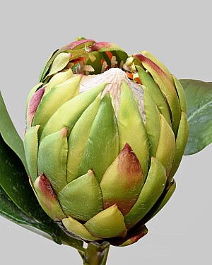 Protea 32&quot; Green