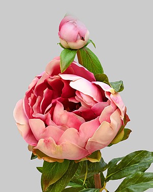 Peony with Bud 23" Fuchsia