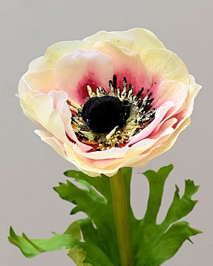 Anemone 17.5&quot; Cream/Pink
