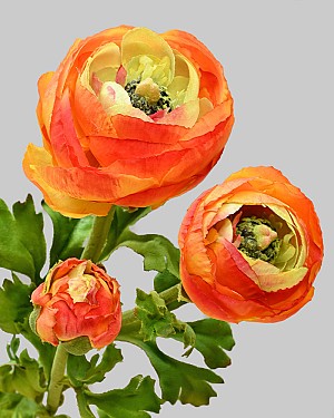 Ranunculus 29" Orange