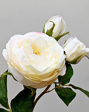 English Rose Titania 22.5&quot; Champagne