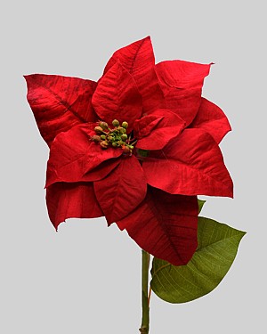 Poinsettia 24&quot; Red