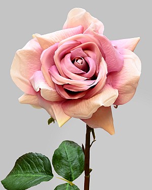 Rose Dutchess Open 20" Deep Lavender