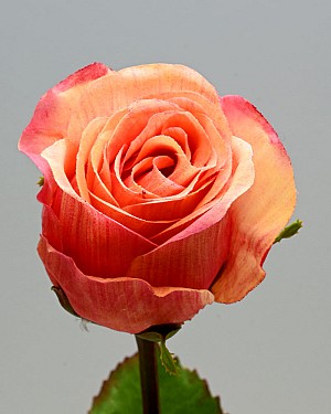 Rose Dutchess Bud 19.5&quot; Peach/Red