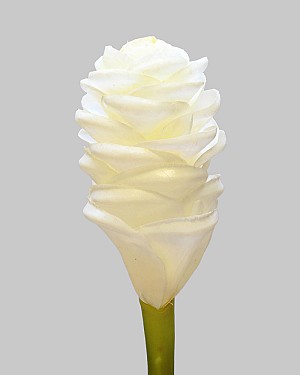 Ginger Cone 24&quot; White