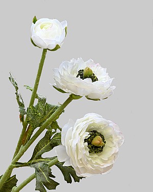 Ranunculus 18.5" White