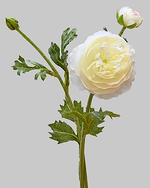 Ranunculus 18.5&quot; White