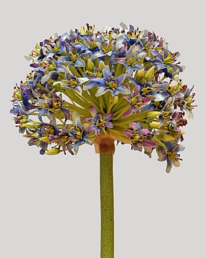 Allium Mount Everest 28&quot; Light Blue