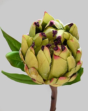 Mink Protea 29" Green