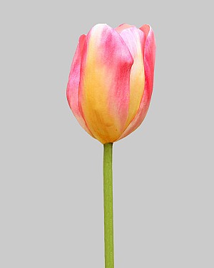 Dutch Tulip Open 24.5" Pink/Yellow