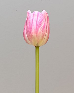 Tulip 15.5&quot; Pink/White