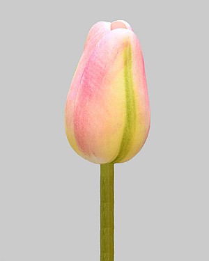 Pointed Tulip 15.5" Pink/Green