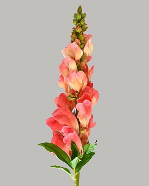 Snapdragon 23&quot; Salmon