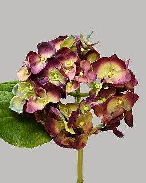 Hydrangea 18&quot; Eggplant/Green