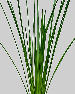 Sword Leaf 25&quot; Green