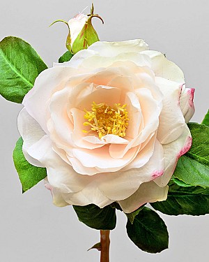English Rose 19&quot; Light Pink