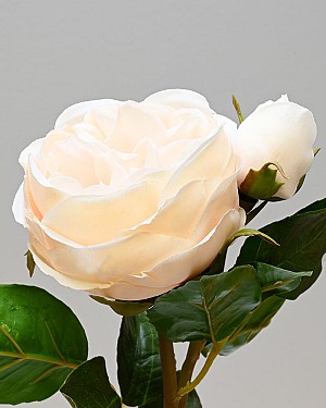 Rose English 19&quot; Beige