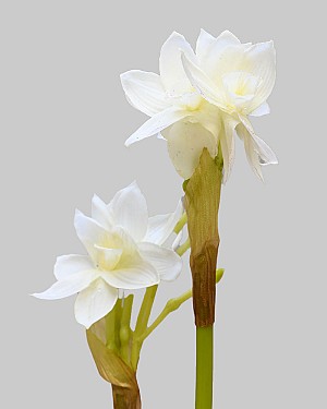 Paperwhite with Bulb 17" White