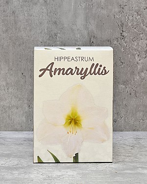 Amaryllis Gift Kit - White