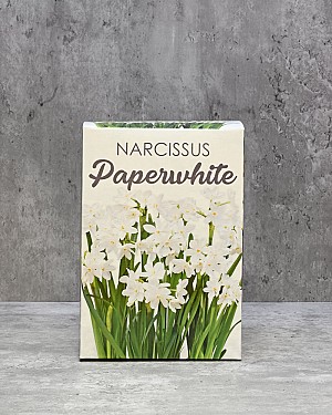 Paperwhite Gift Kit